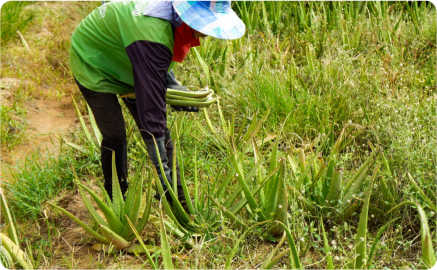 厳しい気候を耐え抜いた、アロエベラ