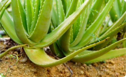 タイの農園から日本の食卓へ