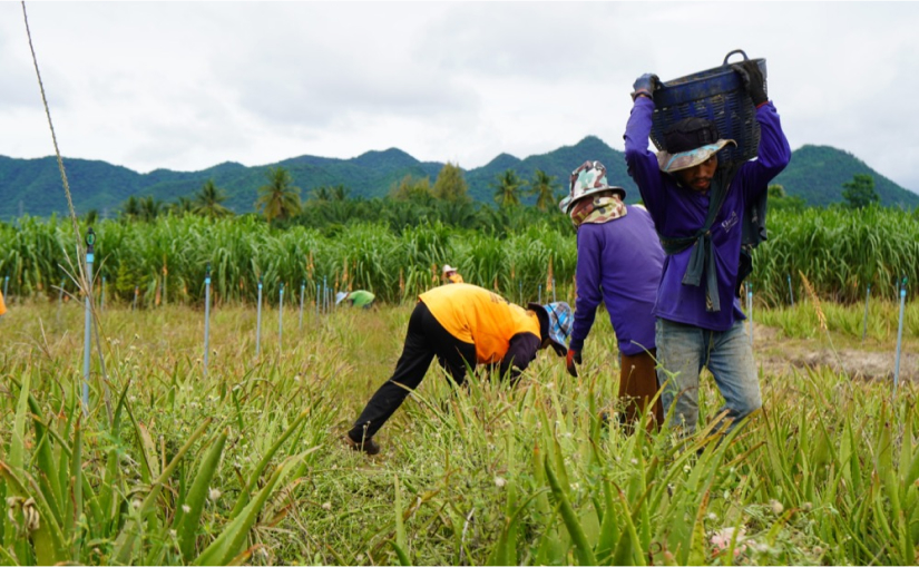 森永アロエヨーグルト